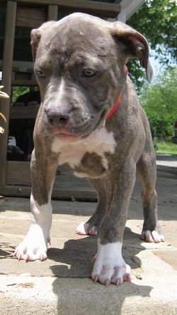 Spencer the Pit Bull Terrier puppy standing on a stone porch