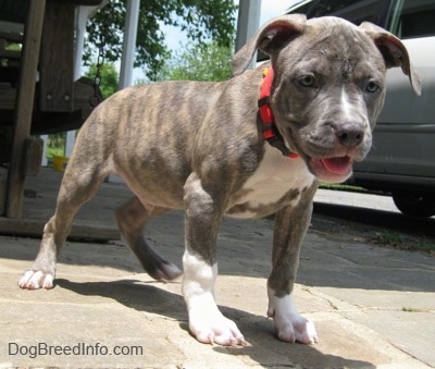 Close up - A blue-nose brindle Pit Bull Terrier puppy is standing on a stone porch and he is panting.