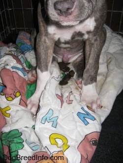 A blue-nose brindle Pit Bull Terrier puppy is sitting on a Barney the Purple Dinosaur blanket over top of dog poop in a crate.