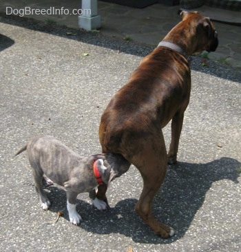 A blue-nose brindle Pit Bull Terrier is sniffing the rear of a brown with black and white Boxer.