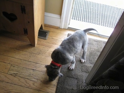 The back of a blue-nose brindle Pit Bull Terrier puppy is sniffing the floor of the house.