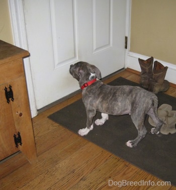 A blue-nose brindle Pit Bull Terrier is standing on a doormat and he is looking at the door in front of him.