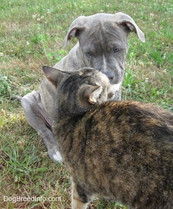 The front right side of a blue nose brindle Pit Bull puppy that is sitting outside calmly as a cat checks him out.