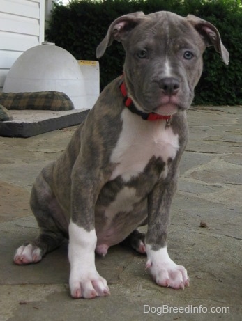A blue-nose brindle Pit Bull Terrier puppy is sitting on a stone porch and he is looking forward. There is a dog bed and an igloo pet shelter behind him.