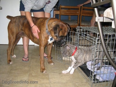 A brown with black and white Boxer is standing in front of a dog crate and a blue-nose brindle Pit Bull Terrier puppy is walking out of the crate.