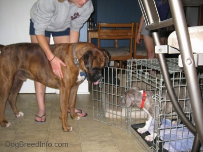 A brown with black and white Boxer is standing in front of a crate and he is looking down at a blue-nose brindle Pit Bull Terrier puppy that is inside of a crate. A person in a gray shirt is touching the sides of the Boxer dog.