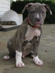 The front right side of a Blue-nose Brindle Pit Bull puppy that is sitting on a stone porch and it is looking forward.