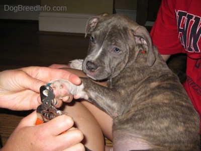 A person is holding a blue-nose brindle Pit Bull Terrier puppy as a second person clips its nails.