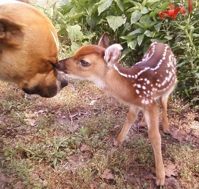 The right side of a brown with white Pit Bull Terriers face that is being sniffed by a baby deer near a bed of flowers