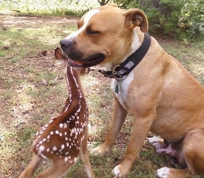 The left side of a brown with white Pit Bull Terrier that is sitting near a baby deer on a lawn
