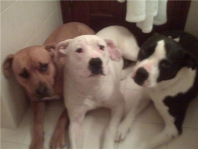 Three Pit Bull Terriers laying down in front of a door