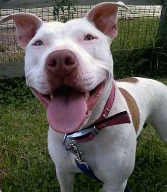 Close up front side view - A large headed, white with tan American Pit Bull Terrier dog is standing in grass looking up happily with its tongue showing. Its mouth is wide, eyes are almond in shape and its ears are perked up with the tips folded over.