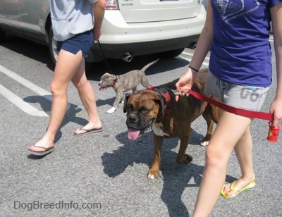 A lady in grey and a lady in purple are leading a blue-nose brindle Pit Bull Terrier puppy and a brown brindle Boxer walking across a parking lot. They both are panting.