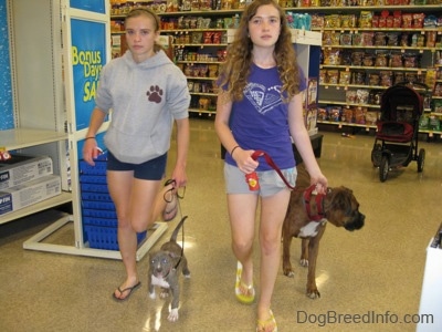 A lady in purple and a lady in grey are leading a blue-nose brindle Pit Bull Terrier puppy and a brown brindle Boxer on a walk through a pet store.