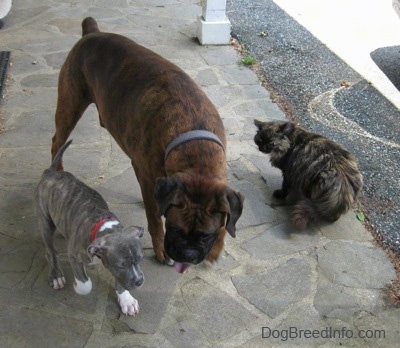 A blue-nose brindle Pit Bull Terrier puppy is standing next to a brown with black and white Boxer. Next to the Boxer is a cat. They are standing on a stone porch.