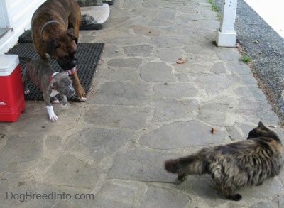 A blue-nose brindle Pit Bull Terrier puppy is standing next to a brown with black and white Boxer on a rubber mat. They are looking across the stone porch at a long haired calico cat.