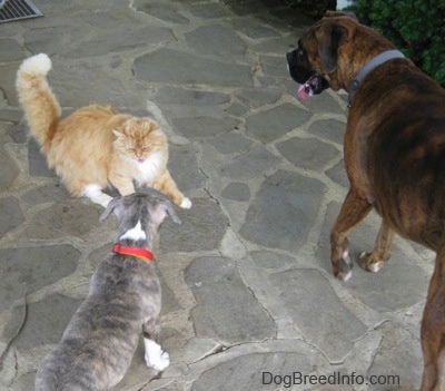 A blue-nose brindle Pit Bull Terrier puppy had his face swatted at by a cat. There is a brown with black and white Boxer standing across from them. They are standing on a stone porch.