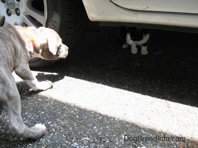 A blue-nose brindle Pit Bull Terrier puppy is leaning down to look at a black and white cat that is under a vehicle.