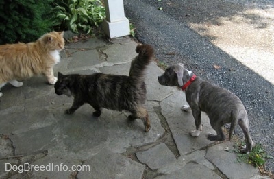 A blue-nose brindle Pit Bull Terrier puppy is following a cat across a stone porch and there is another cat looking at him.