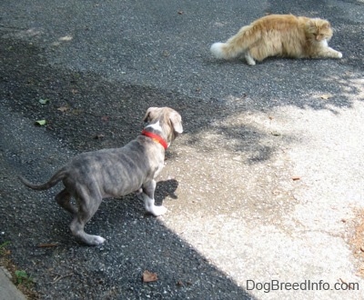 The back of a blue-nose brindle Pit Bull Terrier puppy standing on a blacktop surface who is looking at a cat that is walking across the driveway.