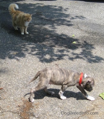 A blue-nose brindle Pit Bull Terrier puppy is walking across a blacktop surface and looking at him is a longhaired orange and white cat.