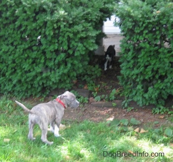 The back of a blue-nose brindle Pit Bull Terrier puppy standing in grass and he is looking to the right. There is a thick amount of bushes in front of him and walking out of the bushes is a cat.