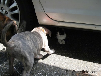 The back of a blue-nose brindle Pit Bull Terrier puppy and a brown with black and white Boxer that is trying to get at a cat under a car.