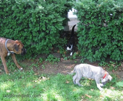A brown with black and white Boxer is standing in grass and across a bush. The Boxer is looking at a cat walking through a hole in the bushes. There is a blue-nose brindle Pit Bull Terrier puppy that is sniffing grass in front of a bush.