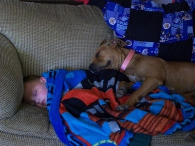 The left side of a brown with white American Pit Bull Terrier that is laying on a blanket, which is on top of a child, who is sleeping on a couch.