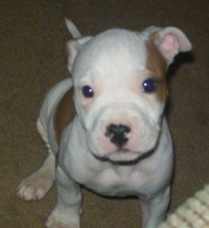 Close up - Topdown view of a white with brown American Pit Bull Terrier puppy that is sitting on a carpet and it is looking forward.