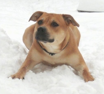Front view - A short-haired, rose-eared, red and tan Pitweiler dog is laying with its front paws spread out in snow and it is looking up and to the left like it is waiting for someone to toss a ball.