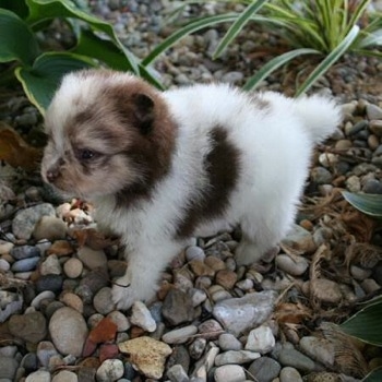 A tiny chocolate merle parti Pomeranian puppy is standing on rocks and it is looking to the left. There are plants around it.