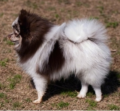 Left Profile - A chocolate merle parti Pomeranian is standing on brown grass and it is looking to the left. Its tail is curled up over its back.