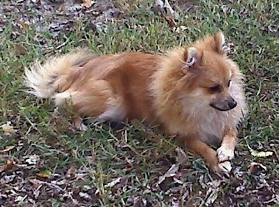 Side view - A brown with white Pomeranian is laying across a grass surface and it is looking to the right.