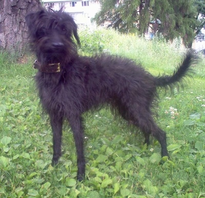 Left profile - A shaggy-looking, black Pootalian dog is standing in grass under the shade of a tree looking forward.