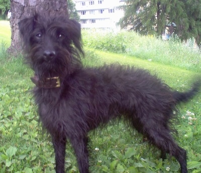 Left Profile - A shaggy, black Pootalian dog is standing in grass under the shade of a tree looking forward.