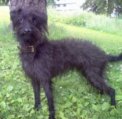 Side view - A shaggy looking, black wire haired Pootalian dog is wearing a brown leather collar standing outside in grass and weeds under the shade of a tree looking forward.