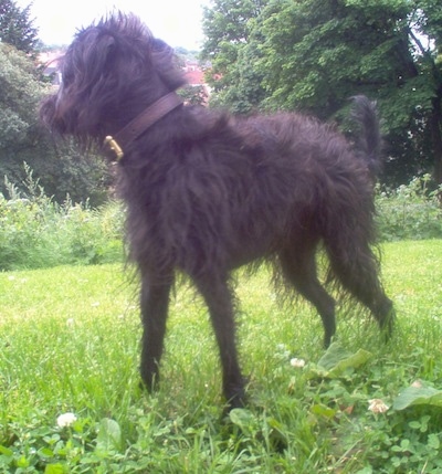 Close up side view - A shaggy, black Pootalian dog is wearing a brown leather collar standing in grass looking at the treeline behind it.