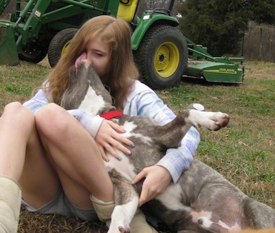 A blue-nose brindle Pit Bull Terrier is laying in the lap of a girl and he is licking her face
