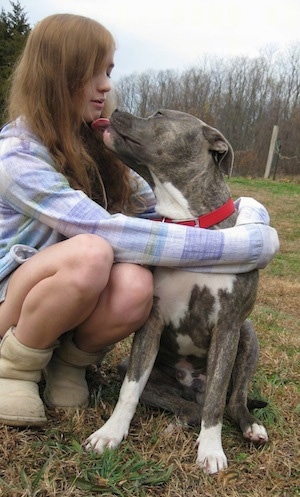 A blue-nose brindle Pit Bull Terrier is sitting next to a kneeling girl, outside and it is licking her face