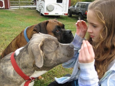 Close Up - The right side of a brown brindle with white Boxer and a blue-nose brindle Pit Bull Terrier are sitting in a yard in front of a girl holding treats