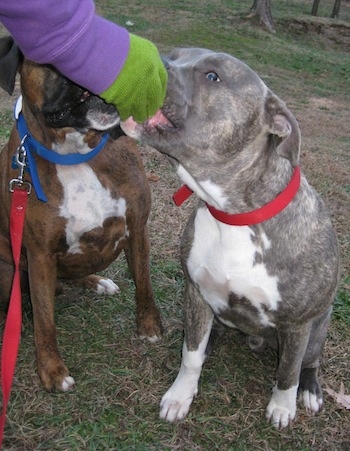 A blue-nose brindle Pit Bull Terrier and a brown brindle Boxer are sitting outside and being given treats