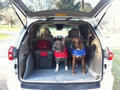 A blue-nose brindle Pit Bull Terrier and Ba brown brindle Boxer are standing in the back of a van wearing winter dog coats