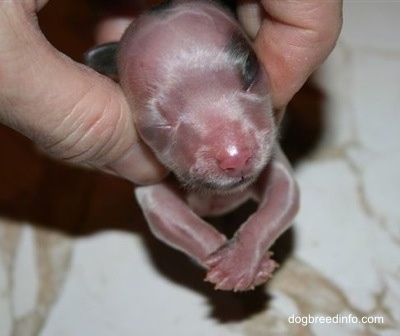 Close Up - Preemie Puppy with crossed front paws being held up by a persons fingers