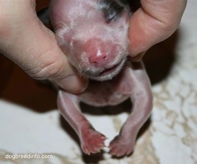 Close Up - Preemie Puppy being held in front of camera