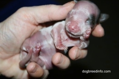 Close Up - Preemie puppy in the hands of a person