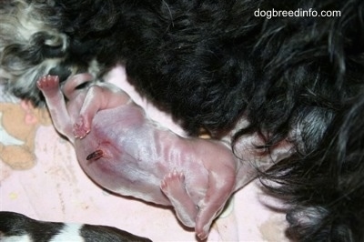 Preemie puppy nursing