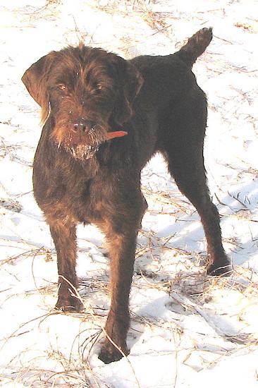 Front side view - A brown Pudelpointer dog is standing in a dusting of snow looking up and forward.