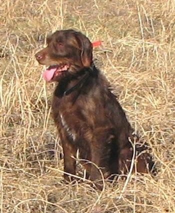 Front side view - A red with white Pudelpointer dog is sitting in brown grass looking to the left.