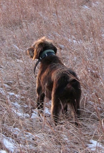 Back side view of a brown Pudelpointer dog looking across a field of tall brown grass.